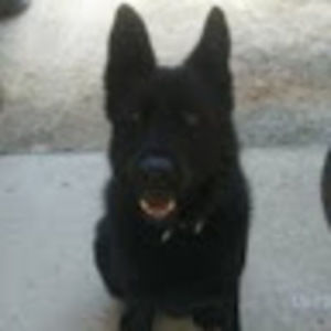 Meet your Posher, Tara